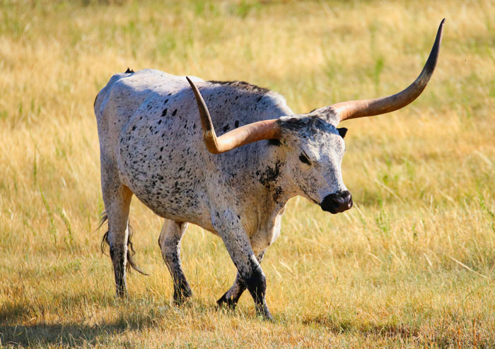 “We Regret Nothing”: 45 Totally Unnecessary But Hilarious Wedding Spends - 15