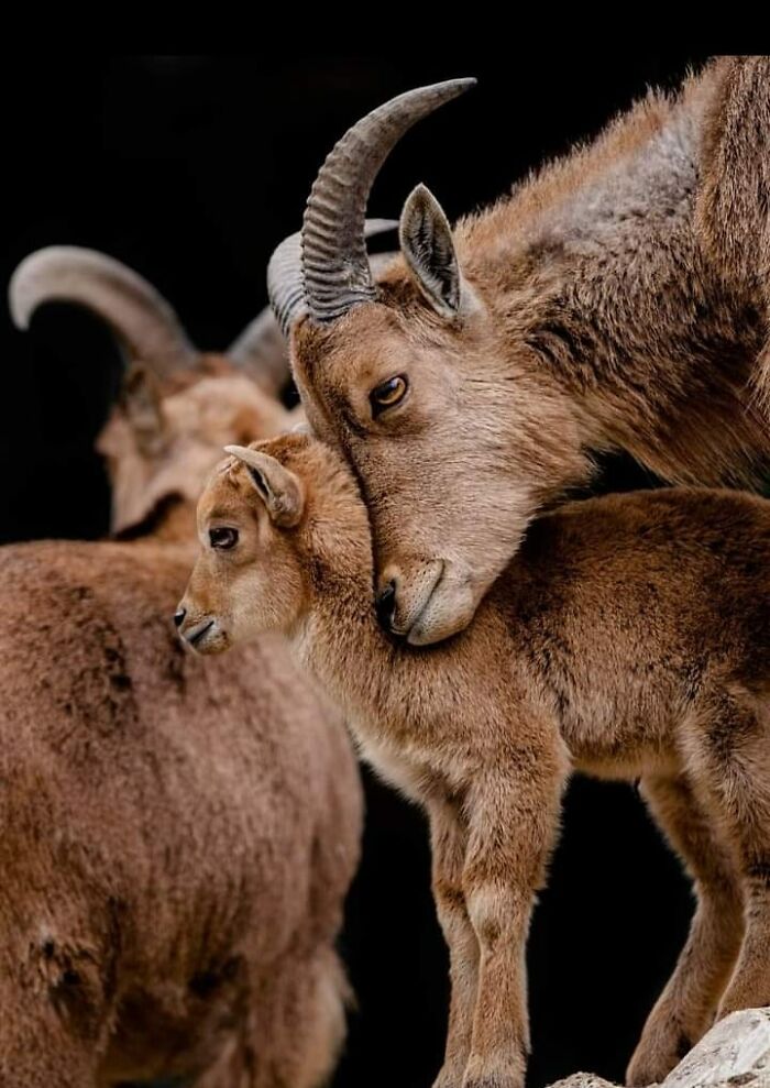 “From Skopje Zoo To The World: How My Wildlife Photos Captivated Global Media Without Ever Leaving Macedonia”