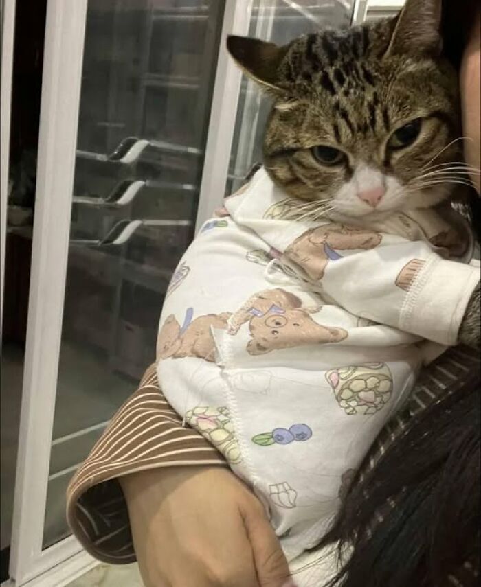 Tabby cat wrapped in a cozy teddy bear-patterned blanket, being held closely in a warm and wholesome moment.