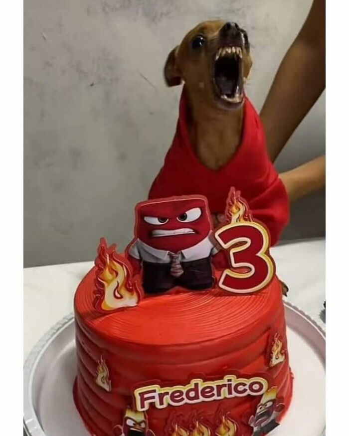 Small dog in red outfit beside a fiery themed birthday cake, showcasing hilariously chaotic animal moments.
