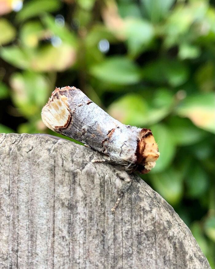 Moth perfectly camouflaged on weathered wood, blending with its surroundings in a natural outdoor setting.