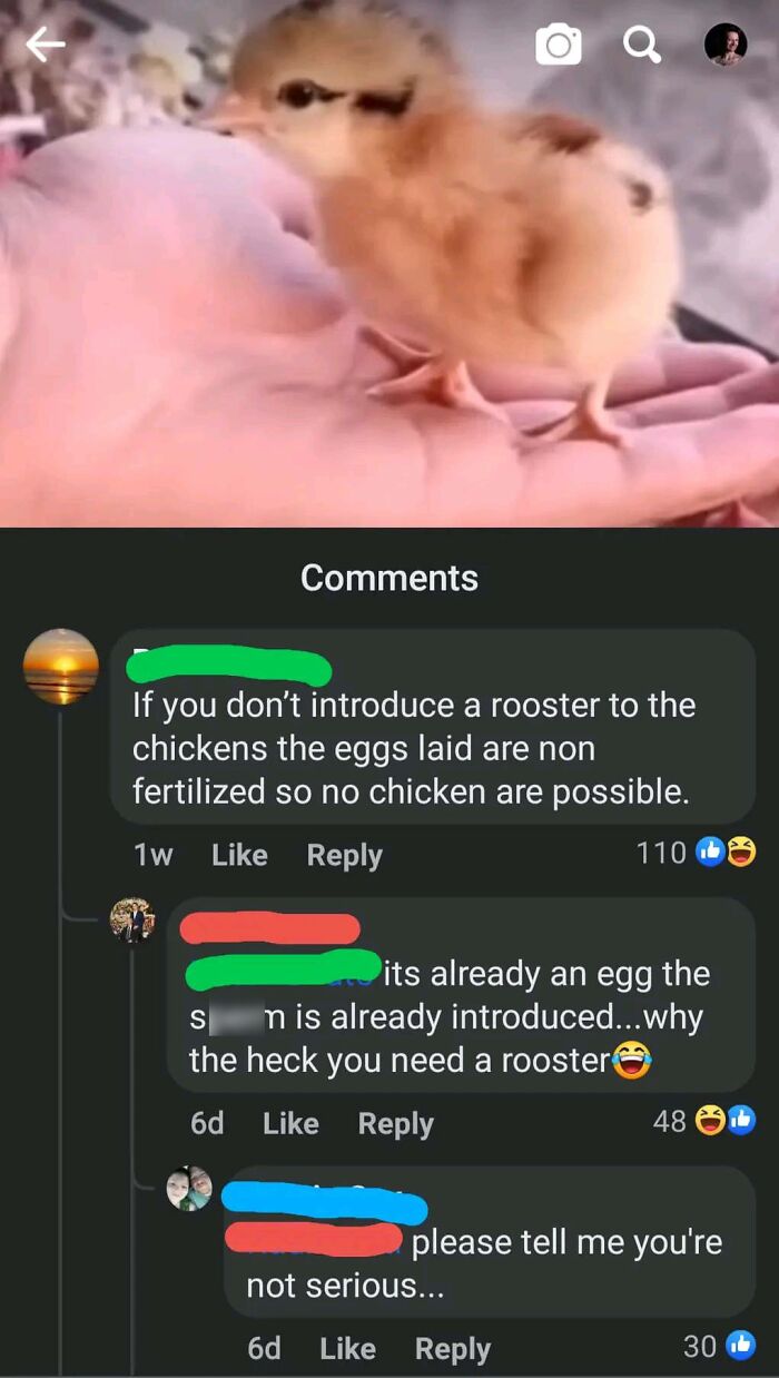 Chat comments shaming overconfident know-it-alls who incorrectly correct people with a cute chick in hand.