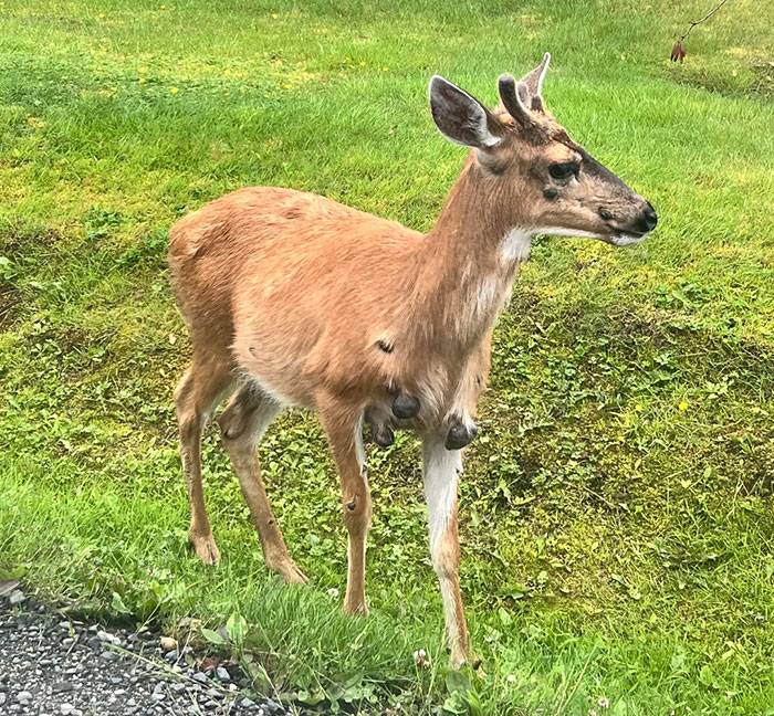 Mutant deer with unusual flesh bubbles on its body stands on grass, raising concerns about animal outbreak in the US.