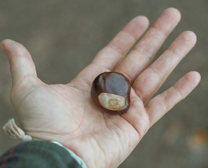 Hand holding a shiny brown seed with smooth surface, professionals who work in other people's homes encountering unusual items.