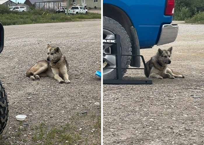 Dog resting on gravel near trucks at a rural location related to a hiking trip where belongings were found by police.