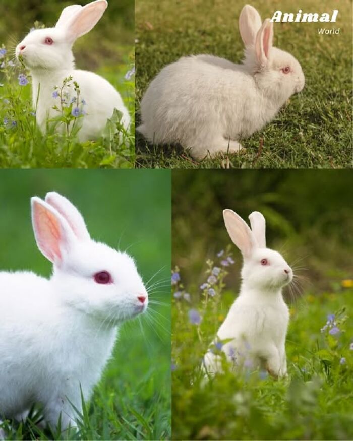 Collage of unique and cute white rabbits in grassy nature, showcasing adorable creatures proving nature's beautiful surprises.