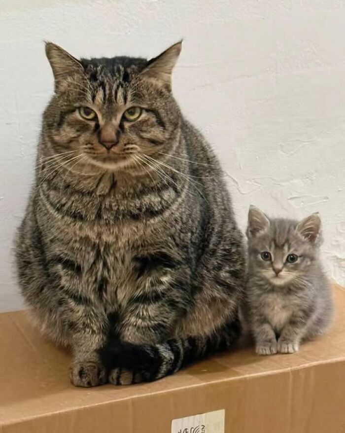 Large tabby cat sitting next to a small gray kitten on a cardboard box in a simple indoor setting, adorable cat pics.