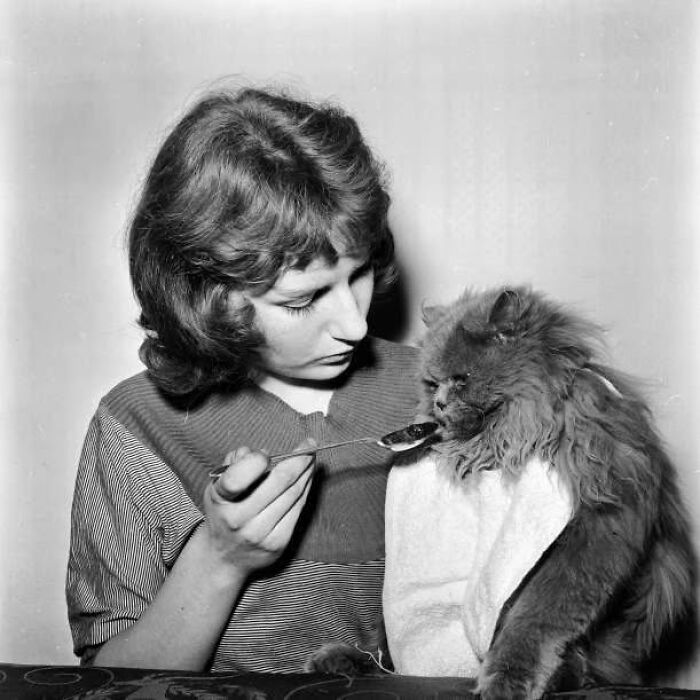 Girl feeding a fluffy cat with a spoon in a vintage cat photo from before the internet era