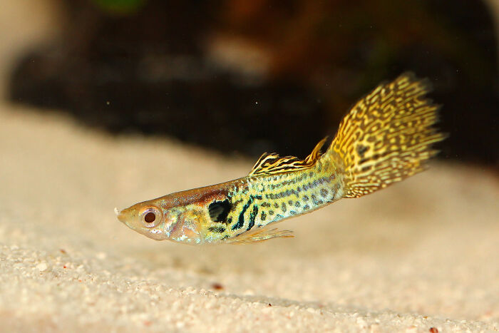 Close-up of a colorful fish swimming above sand, illustrating unusual reasons employees skipped their work day online.