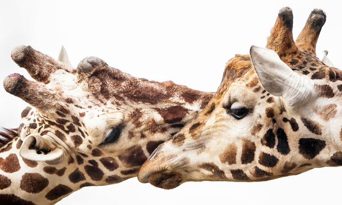 “From Skopje Zoo To The World: How My Wildlife Photos Captivated Global Media Without Ever Leaving Macedonia”