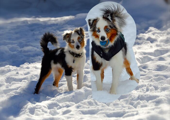 Two Australian Shepherd dogs in snow, an adult holding a ball and a puppy standing side by side in adorable photo edits.