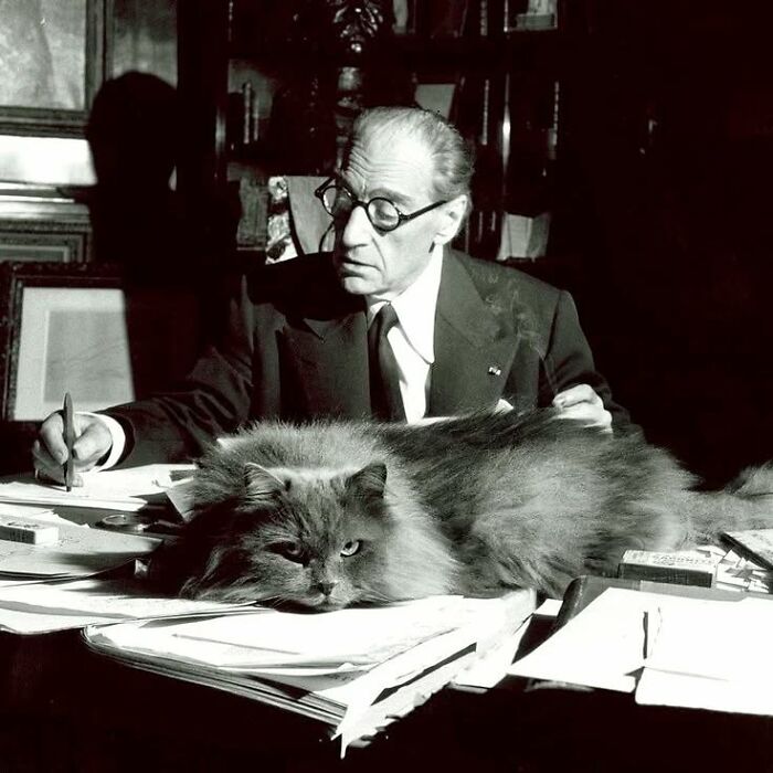 Vintage cat photo showing a man in glasses working at a desk with a large fluffy cat lying on papers before the internet era.