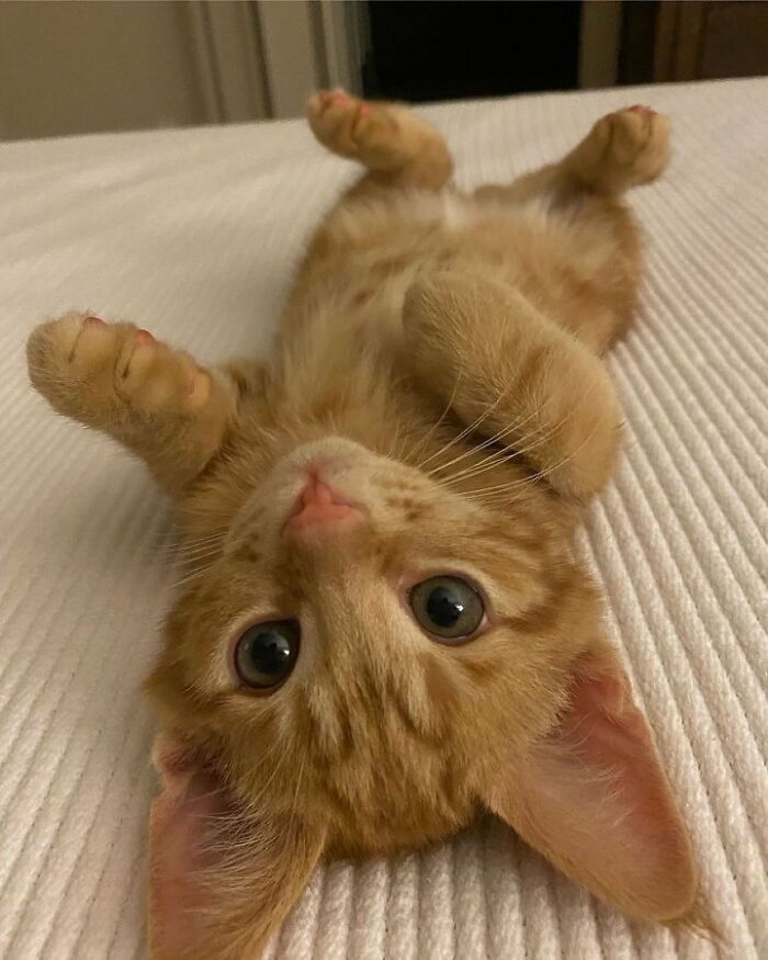 Orange kitten lying on back with wide eyes on a textured white surface, adorable cat pics and stories theme.