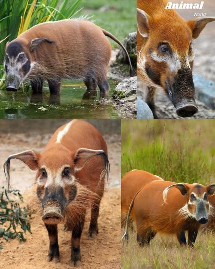 Four images of a unique and cute animal with reddish fur and distinct facial markings in natural habitats, showcasing beautiful creatures.