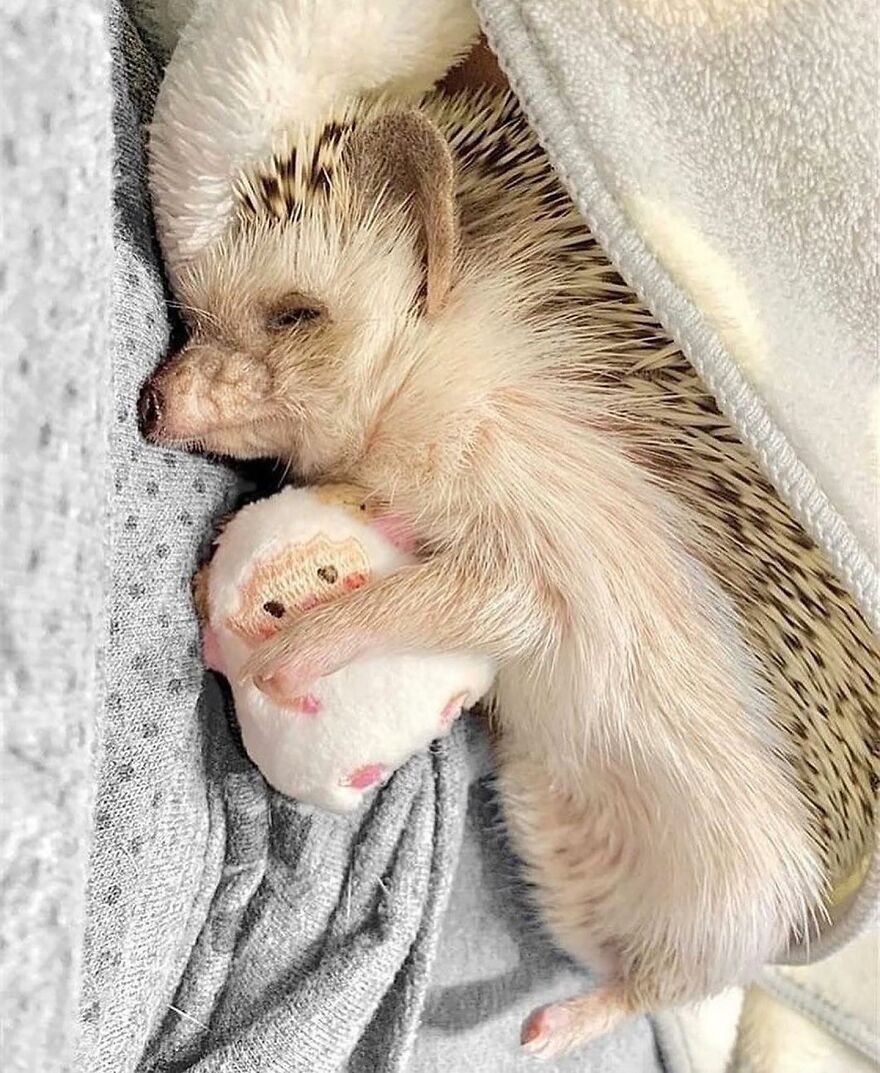 Sleeping hedgehog hugging a small plush toy, showcasing adorable and beautiful animals that brighten up your day.
