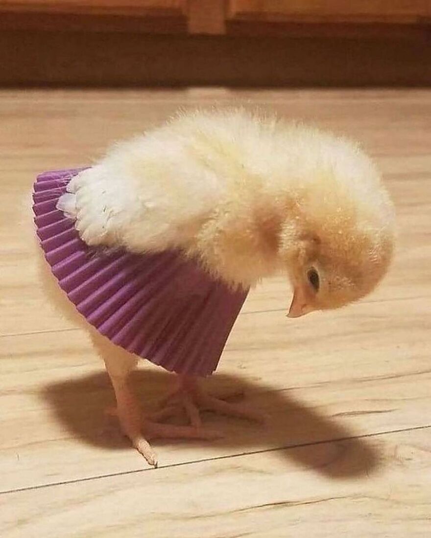 Fluffy chick wearing a purple paper skirt standing on a wooden floor, showcasing adorable and beautiful animals.