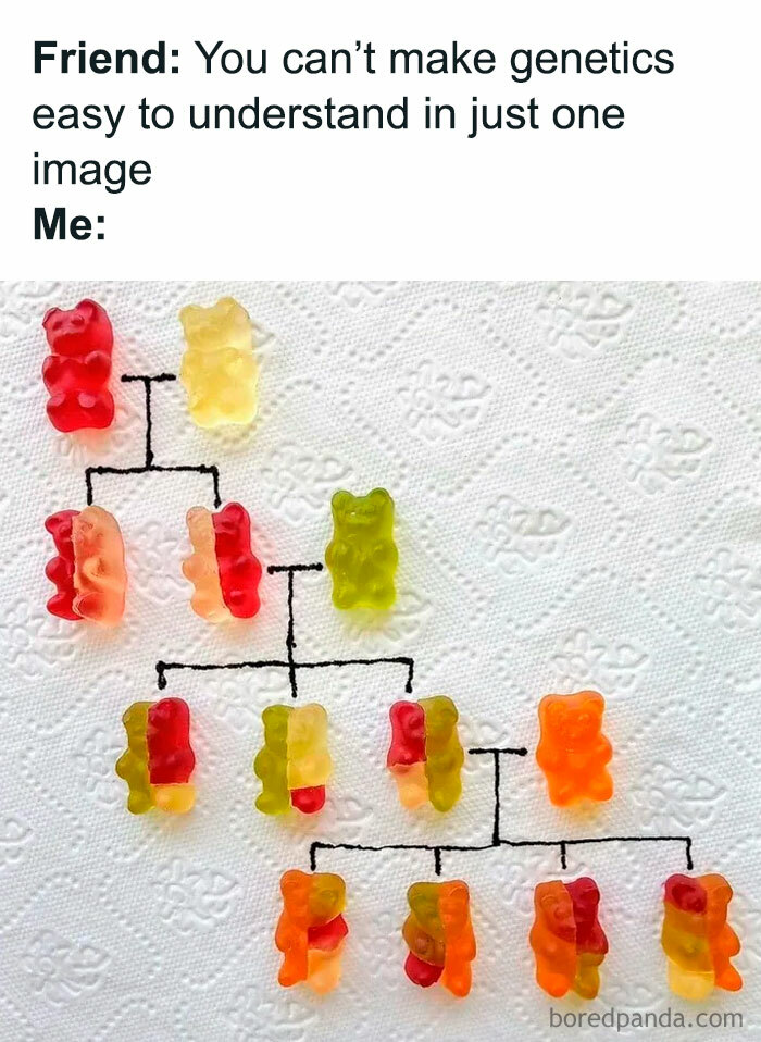 Genetics explained with gummy bear family tree meme, perfect for introvert-worthy memes about humor and accuracy.