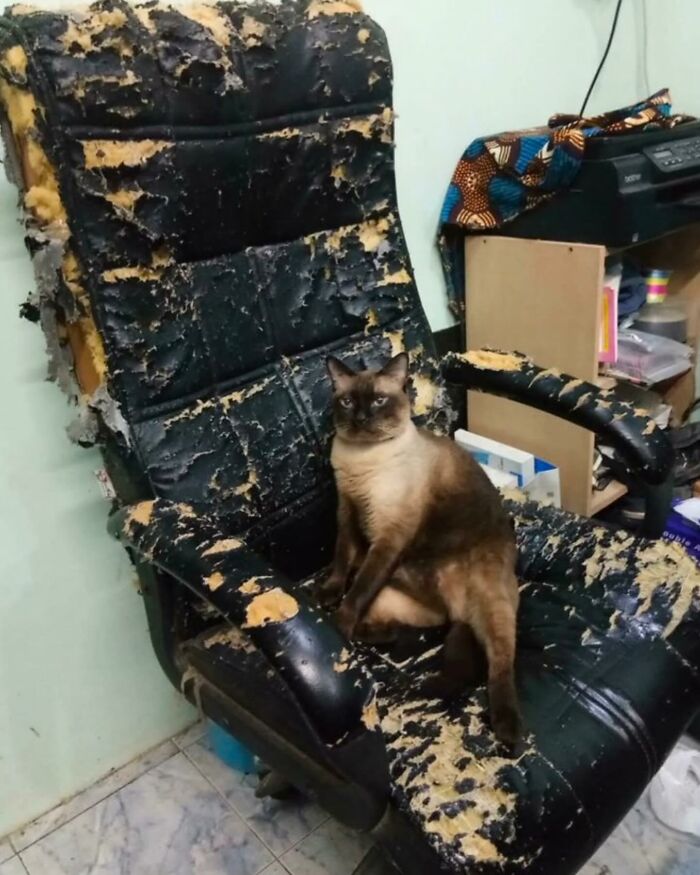 Cat sitting on a heavily scratched and damaged chair, one of the hilariously chaotic animal pics showing pet mischief.