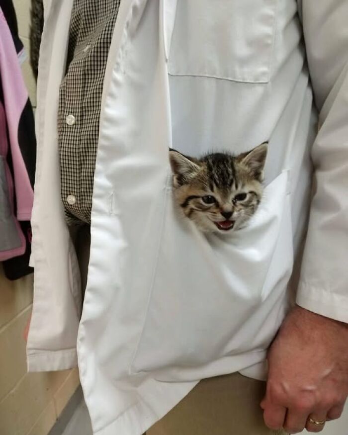 Kitten peeking out of a white lab coat pocket, showcasing adorable and wholesome cat moments in a cozy setting.
