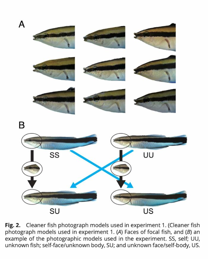 Comic illustrating a fish recognizing itself in photos, highlighting the sad reality of many animals on this planet.