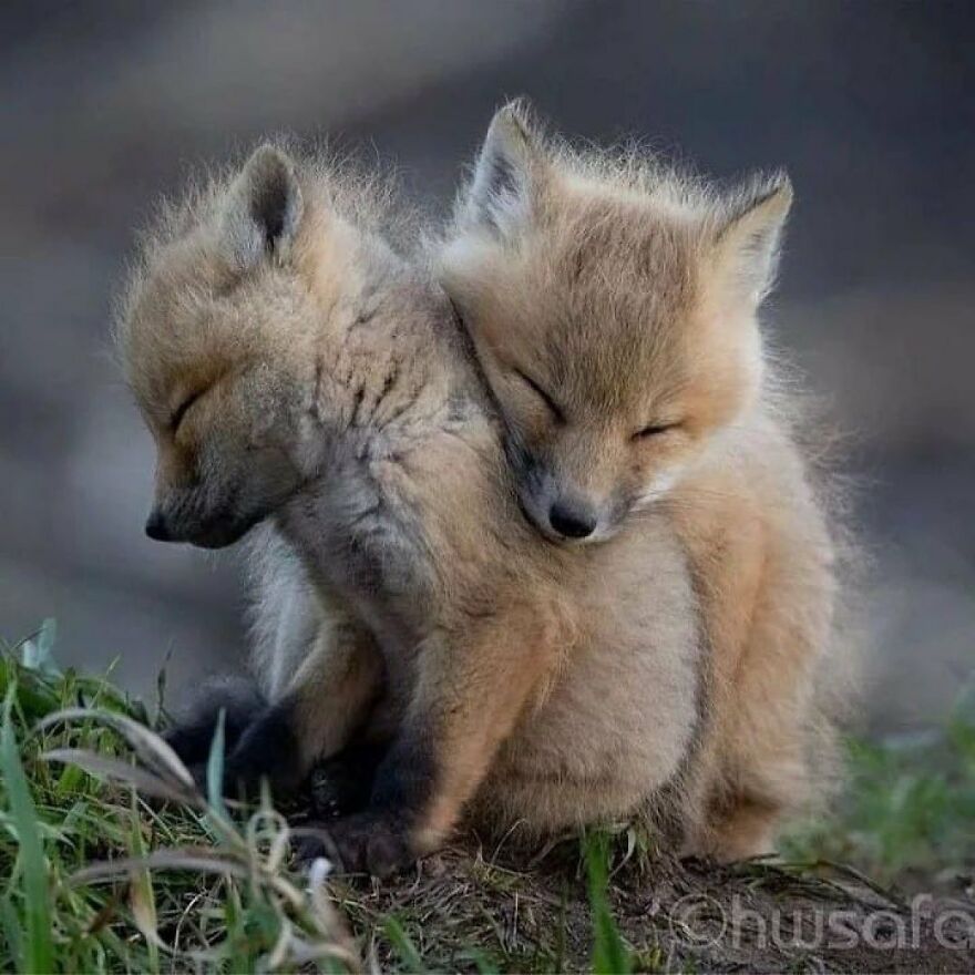 Two adorable and beautiful animals, baby foxes, resting closely together outdoors in nature.