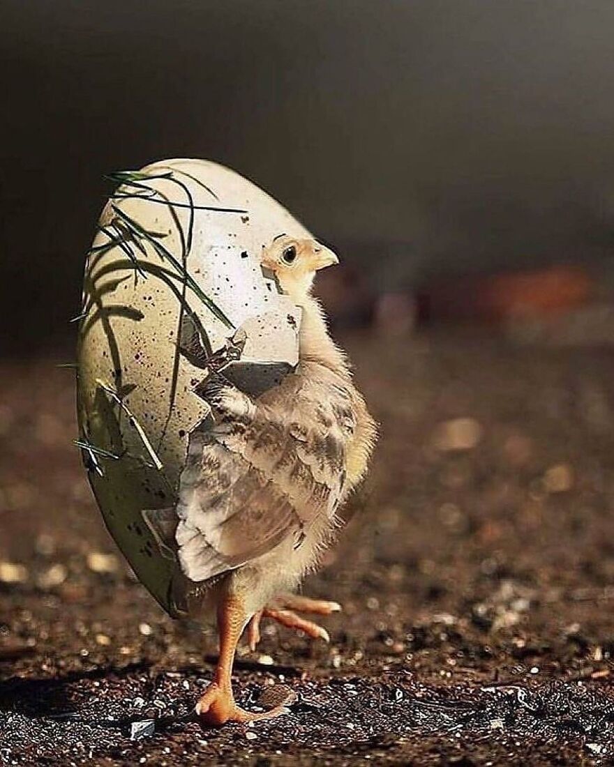 Newly hatched adorable chick standing next to broken eggshell on a natural ground, showcasing beautiful animals.