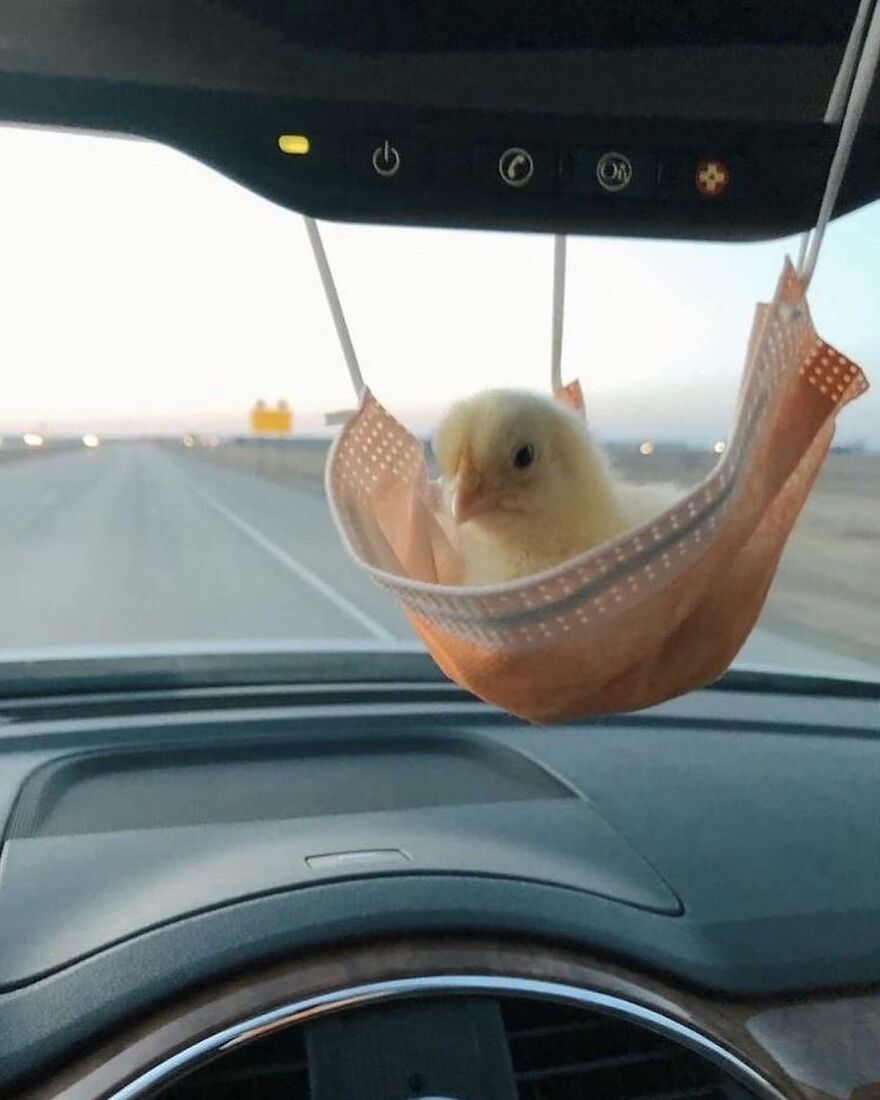 A small chick resting in a makeshift hammock inside a car, showcasing adorable and beautiful animals.
