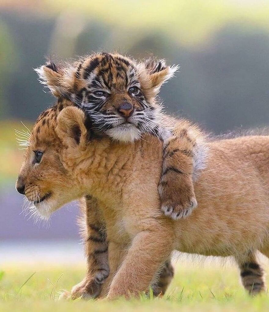 Tiger cub hugging a lion cub outdoors, showcasing adorable and beautiful animals that might brighten up your day.