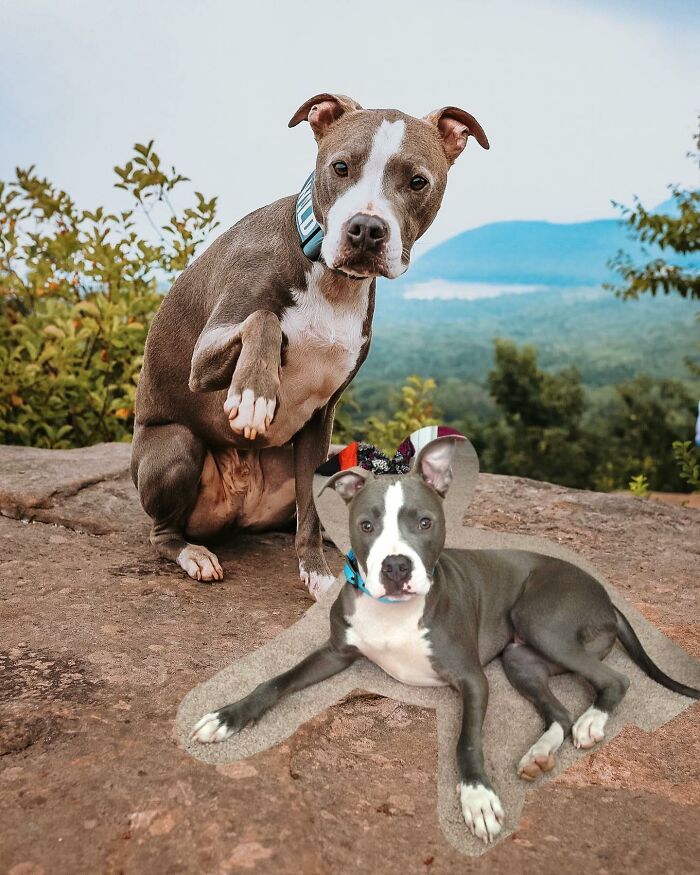 Two adorable dogs posing outdoors in nature, showcasing a photo edit of animals meeting their younger selves.