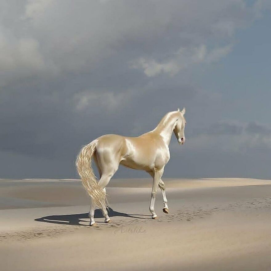 Shiny cream-colored horse walking on sandy terrain under a cloudy sky, showcasing a beautiful animal in nature.
