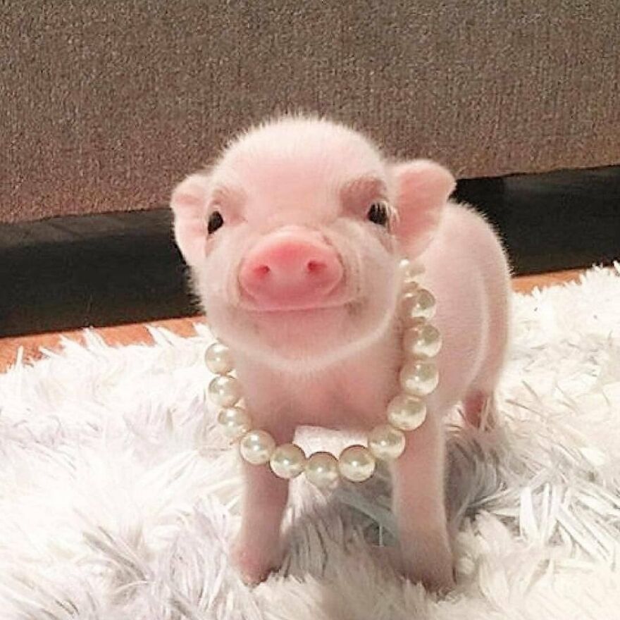 Adorable small piglet wearing a pearl necklace standing on a fluffy white rug among beautiful animals.