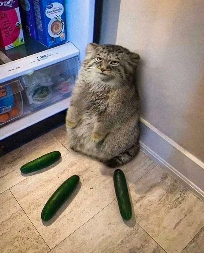 Fluffy cat with a funny expression sitting by the fridge surrounded by cucumbers in chaotic animal pics.