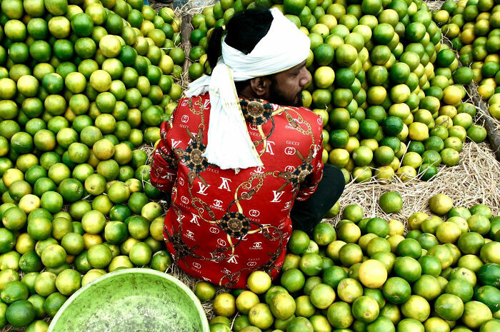 Man in a red patterned shirt sorting fresh green fruit, capturing candid everyday moments from Asia by photographer Gil Kreslavsky.