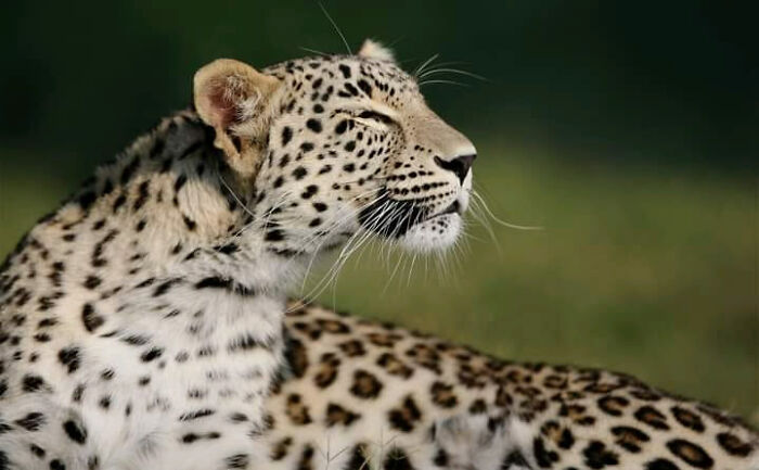 “From Skopje Zoo To The World: How My Wildlife Photos Captivated Global Media Without Ever Leaving Macedonia”