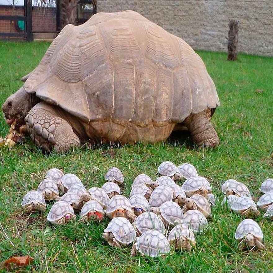 Large adorable tortoise surrounded by many small adorable tortoises on green grass brightening up your day.