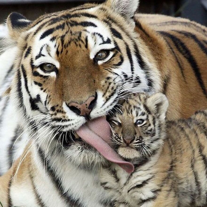 Adult tiger licking a tiger cub, showcasing adorable and beautiful animals that might brighten up your day.