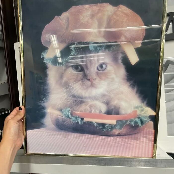 Framed art of a cat inside a sandwich, one of the most bizarre things found at thrift stores.