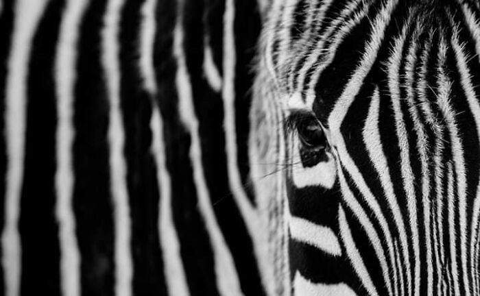 “From Skopje Zoo To The World: How My Wildlife Photos Captivated Global Media Without Ever Leaving Macedonia”