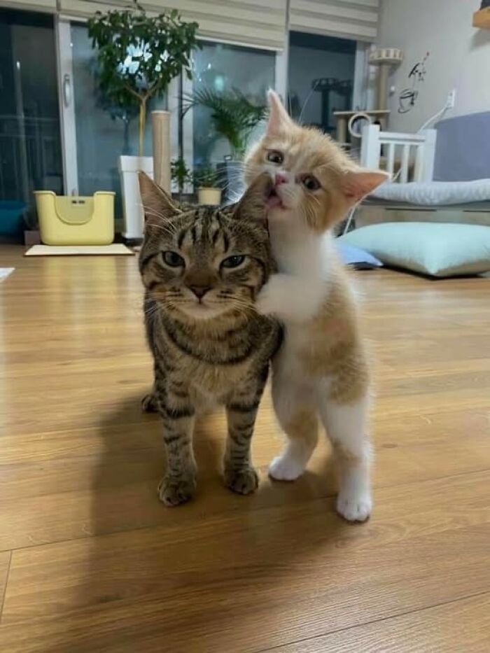 Two adorable cats indoors, one kitten playfully licking the other, capturing wholesome cat moments and pics.