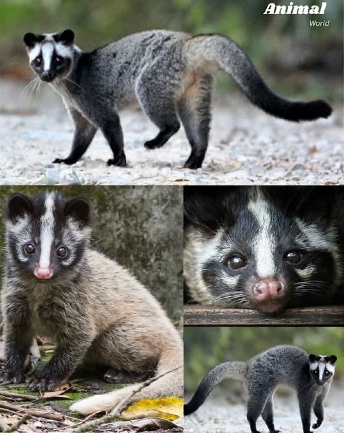 Unique and cute creatures in their natural habitat showcasing diverse and beautiful wildlife appearances and behaviors.