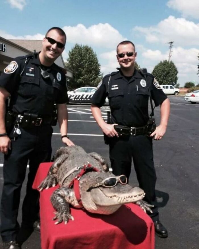 Two police officers pose with an alligator wearing sunglasses in a humorous chaotic animal pic outdoors.