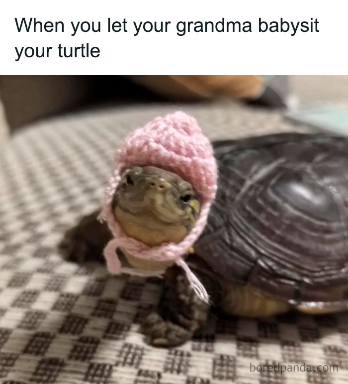 Turtle wearing a small pink knitted hat, showcasing an ingenious crafty idea shared on an IG account.