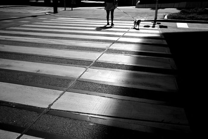 Person walking a dog across a street crosswalk, capturing unseen, unposed moments on the streets in black and white.