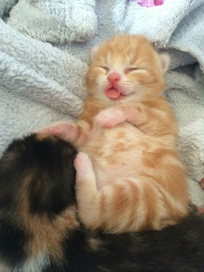 Two adorable kittens cuddling on a soft blanket, showcasing wholesome and heartwarming cat pics.