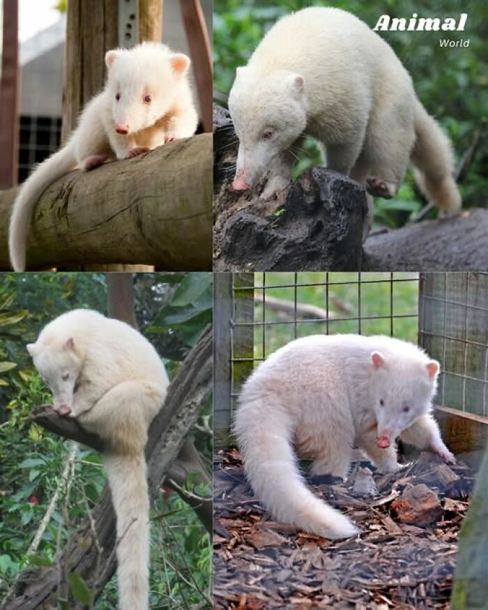 Cute white albino animals climbing and exploring natural habitats, showcasing unique and adorable creatures in nature.