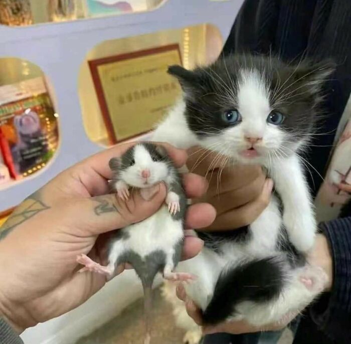 Small black and white kitten and mouse held side by side, showcasing hilarious cat moments that prove cats rule the internet.