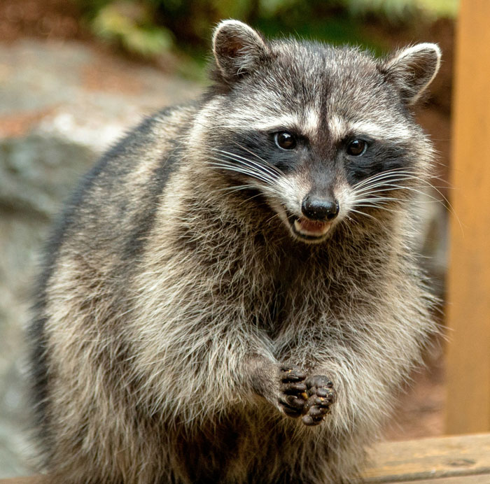 Raccoon captured on a security camera outside a home, showcasing a wild scene people peeked through home cams.
