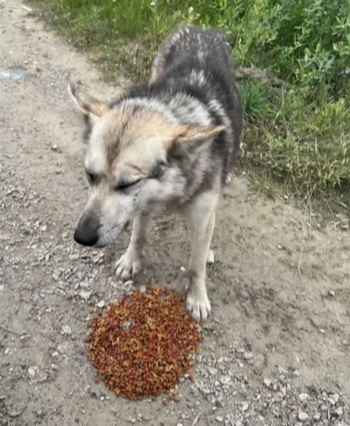 Dog standing on a dirt path next to a pile of dry food, related to lone hiking and missing person search efforts.