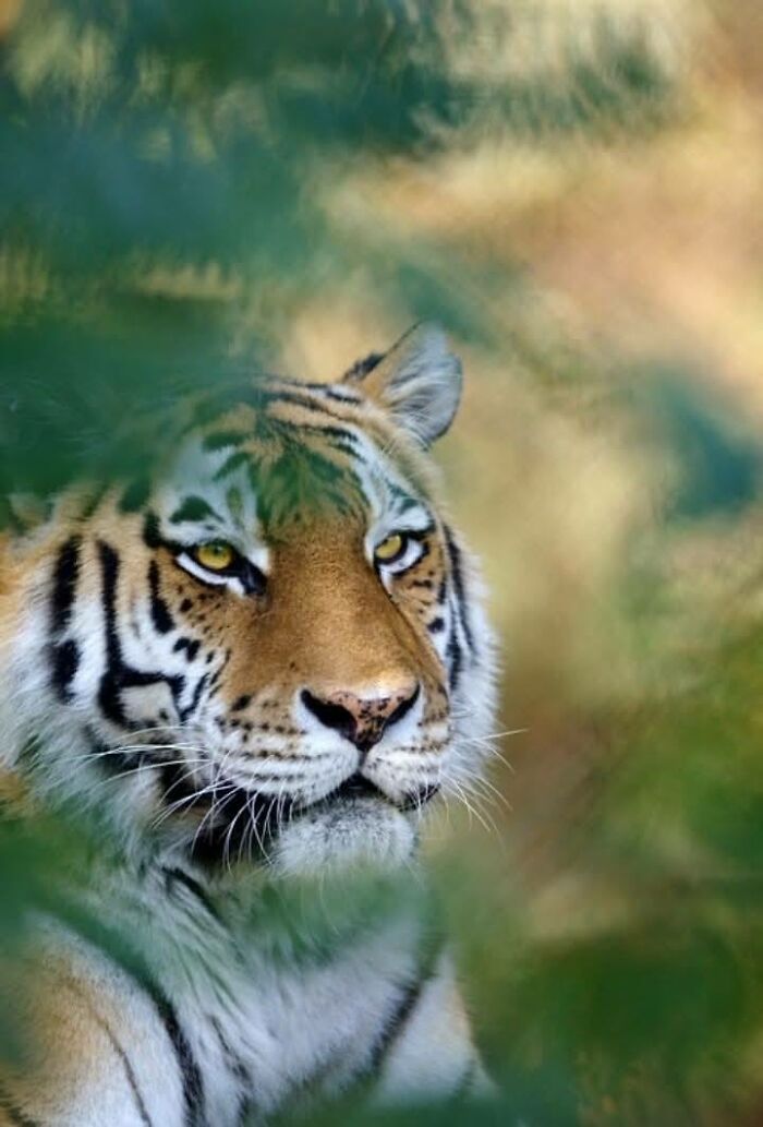 “From Skopje Zoo To The World: How My Wildlife Photos Captivated Global Media Without Ever Leaving Macedonia”