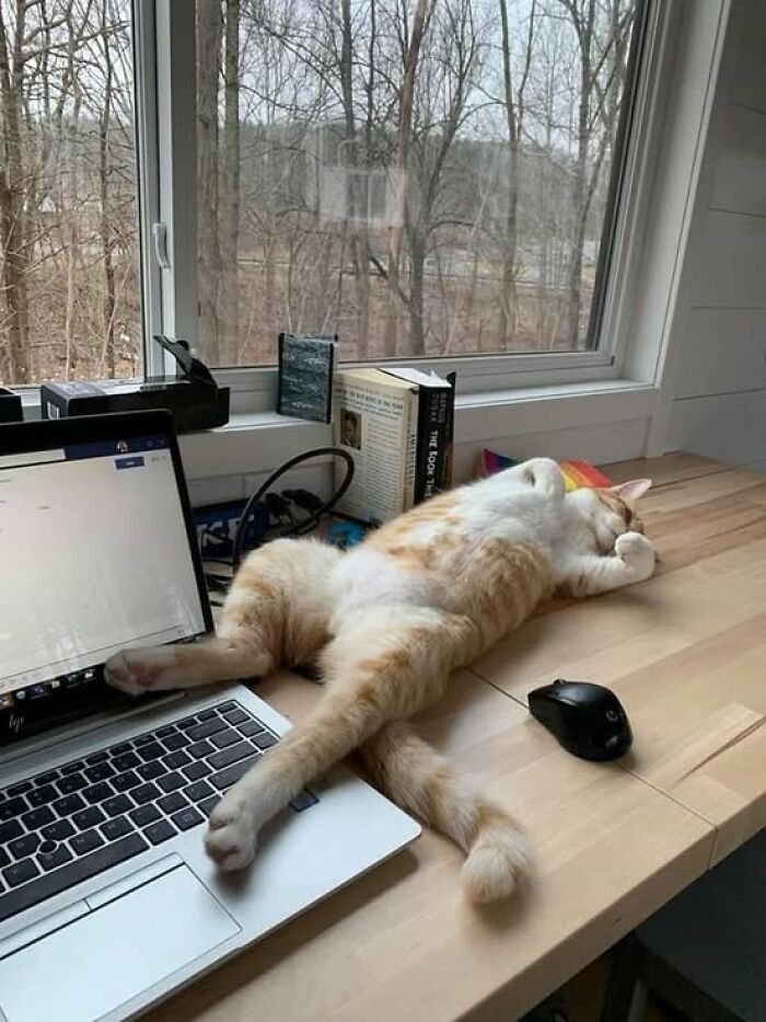 Orange and white cat sleeping stretched out on a desk next to a laptop and computer mouse by a window with a forest view.